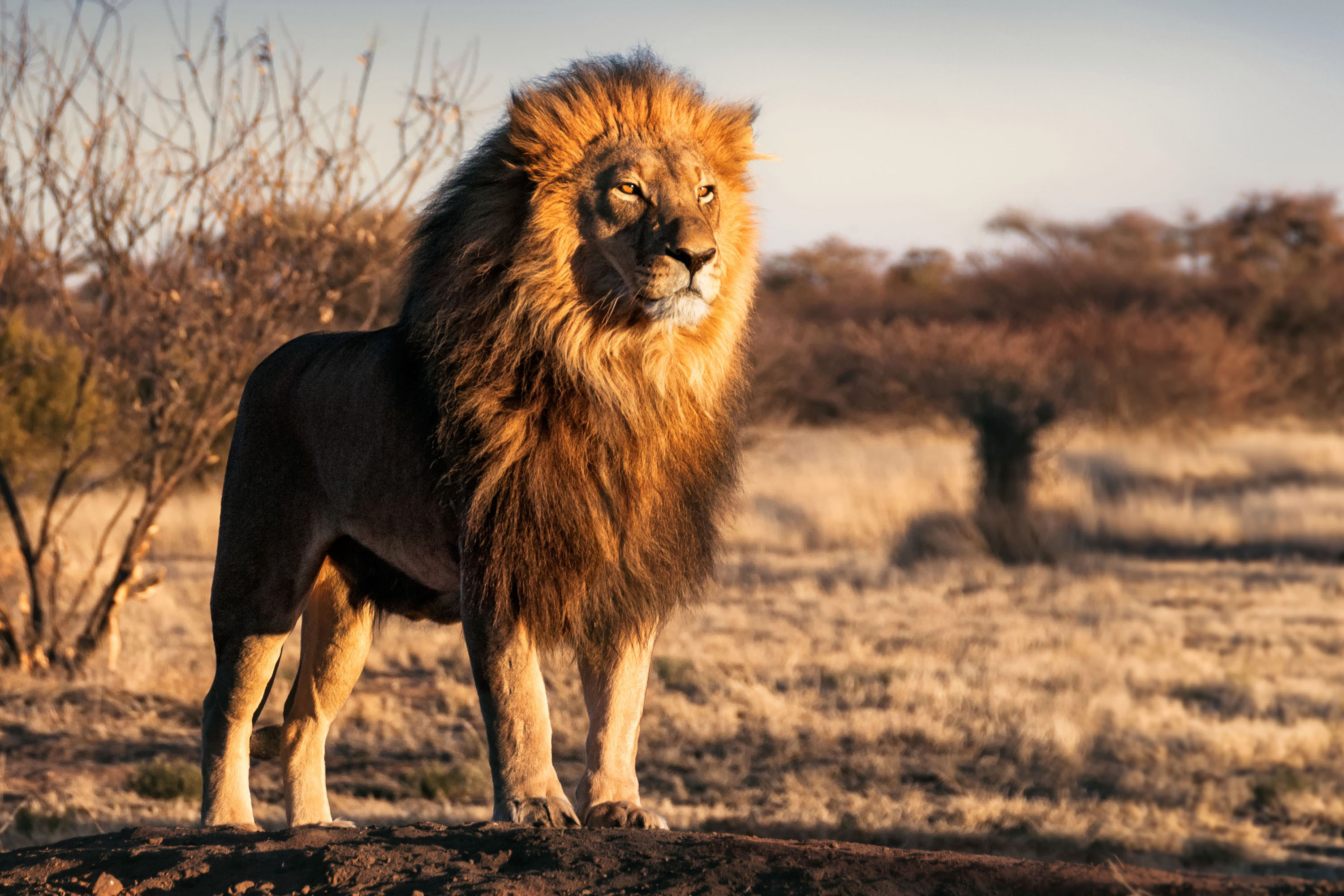 Lion